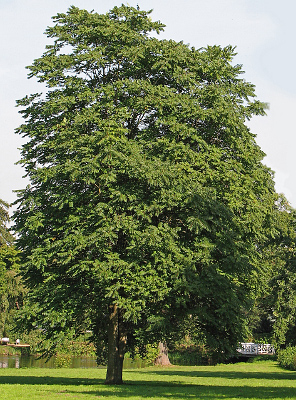 AILANTHUS GANDULOSA